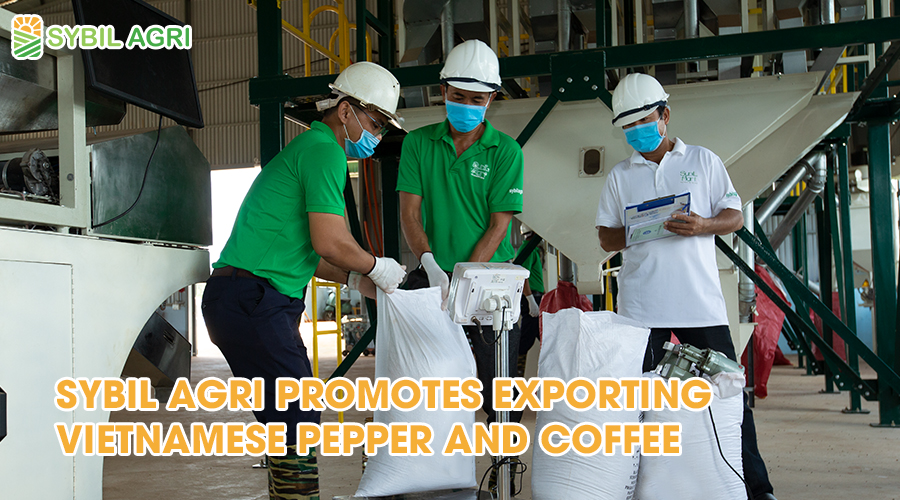 Sybil Agri promotes exporting vietnamese pepper and coffee