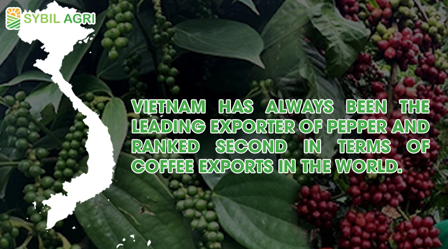 Vietnam has always been the leading exporter of pepper and ranked second in terms of coffee exports in the world.